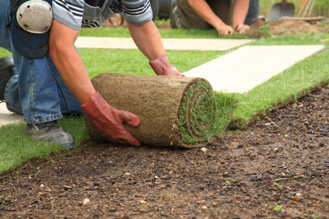 lawn replacement hamilton